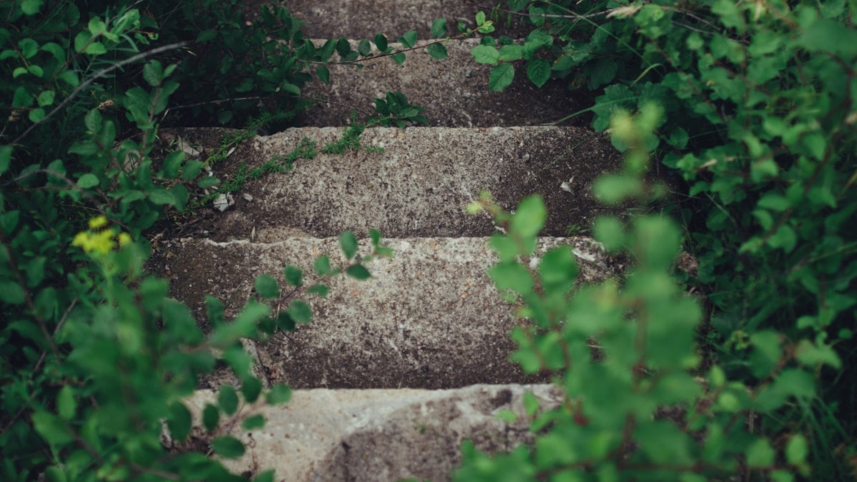 gray concrete stairway between plants